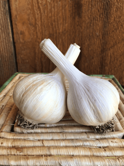 Music Garlic Product Photo
