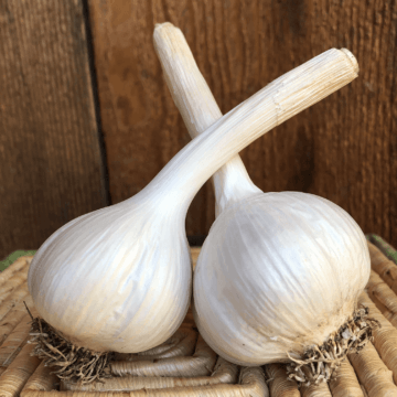 Romanian Red Garlic Product Photo