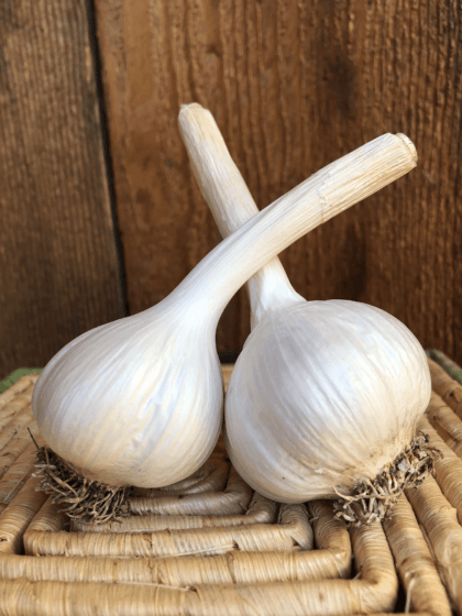 Romanian Red Garlic Product Photo