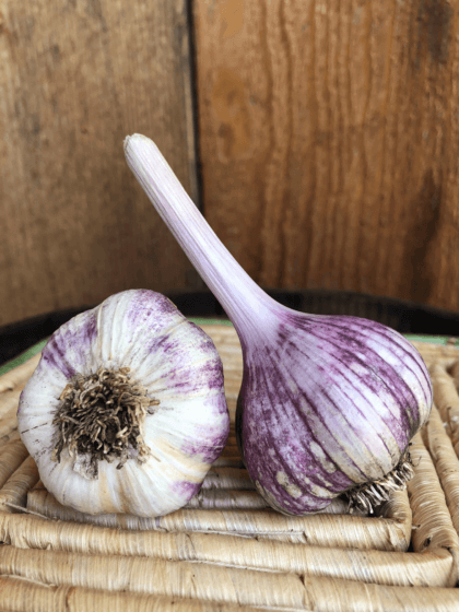 Thai Purple Garlic Product Photo